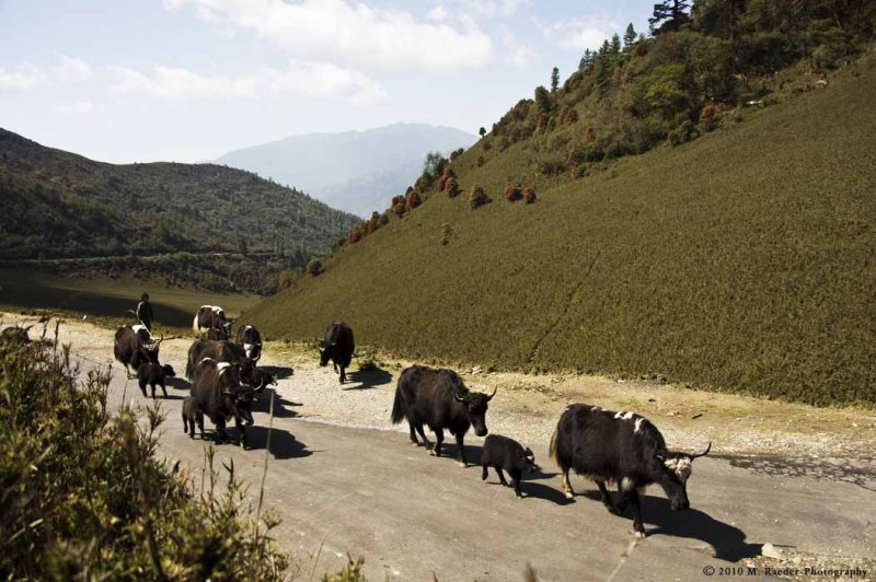 Yak herd on Pela La