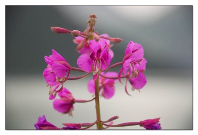 Fireweed