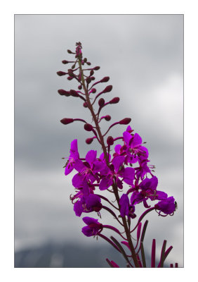 Fireweed