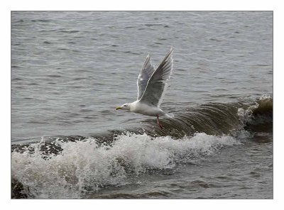 Gull, taking off