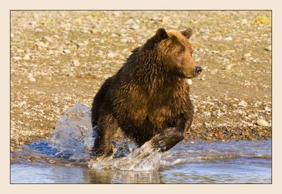 Grizzly bear fishing for salmon