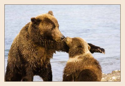 Grizzly with cub
