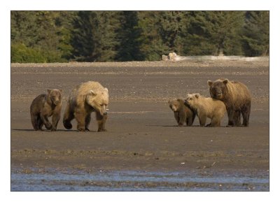 2 bear families
