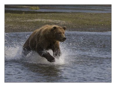 Charging to get a salmon