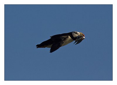 Puffin with fish