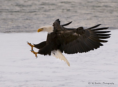 Bald Eagle - coming in for landing
