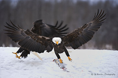 Bald Eagles