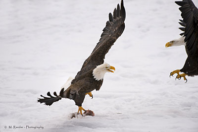 Defending his catch...