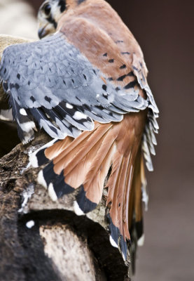 Kestrel with open plumage