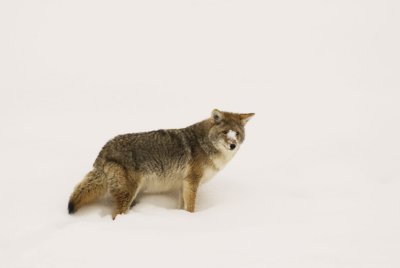 Coyote (wild)