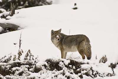 Coyote (wild)