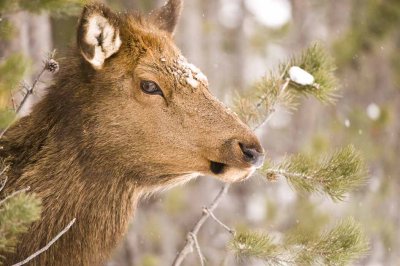 Elk calf emerging fromthe trees