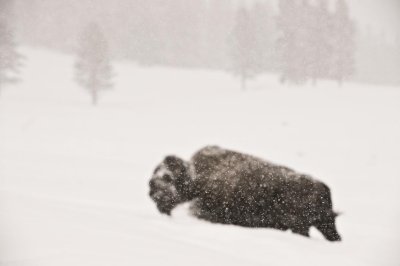 Bison in heavy snow