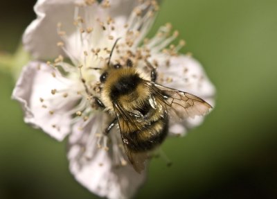 Bumblebee on raspberry flower