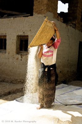 Rice harvest, Rinchengang Village