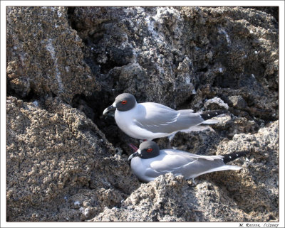 Swollowtail Gull_Galapagos_073