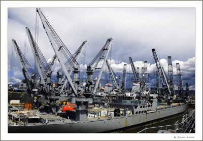 Cranes_566