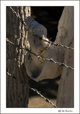 Barbed wire_573c