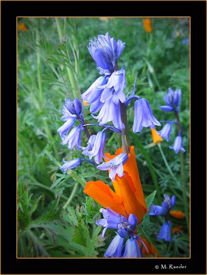 Poppy w mini hyacinth_571b