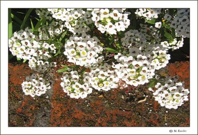 Alyssum_571a_