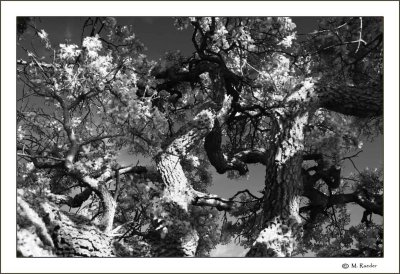 California Oak_571i