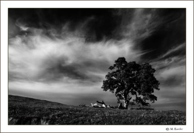 Lone Tree under dramatic sky_571ee