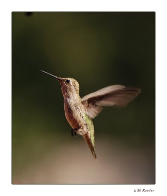 Hummingbird_582a