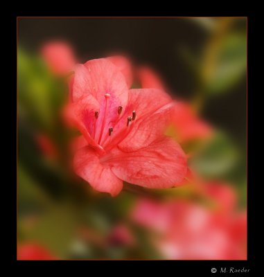 Azalea_572i