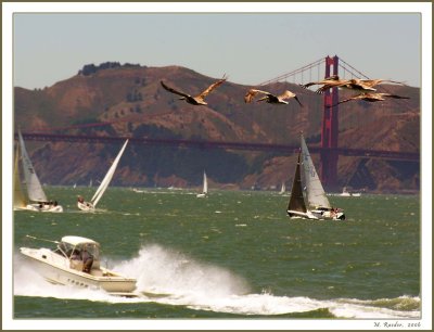 Pelicans over the Bay_416d