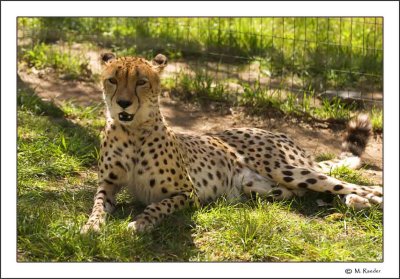 Cheetah_579L