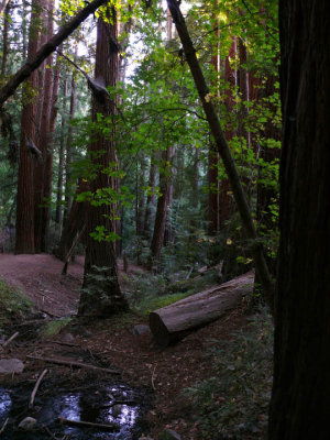 Quiet in the redwoods