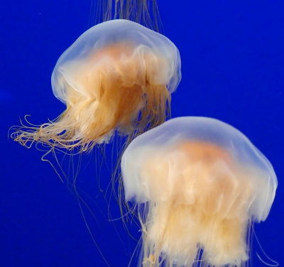 Egg-yolk Jellyfish