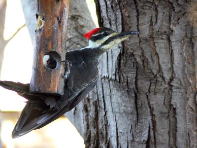 Pileated Woodpecker