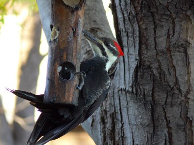 Pileated Woodpecker