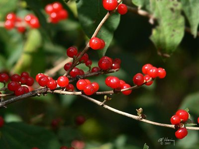 Autumn Berries