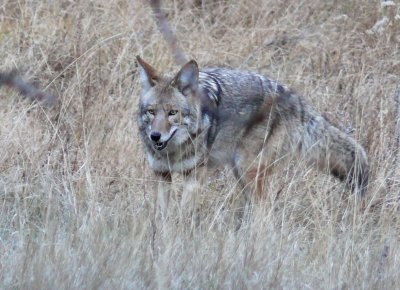 Wiley Coyote