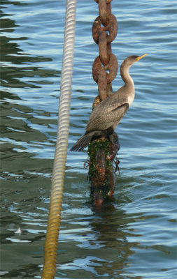 Anchored Bird.jpg