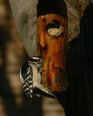 Male Hairy Woodpecker