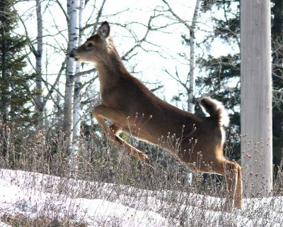 Doe On The Run