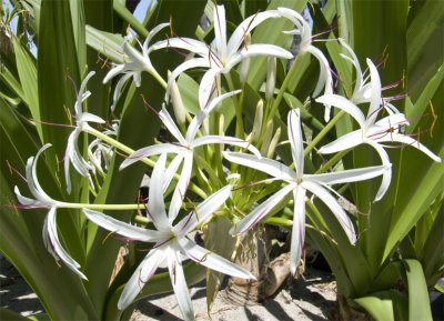 White Beach Flower copy.jpg