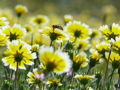 Bee happy