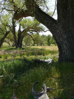 Oak meadow