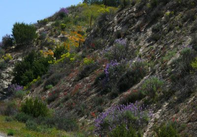 Colorful hillside