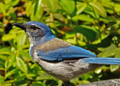 Scrub Jay