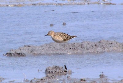 Buff-breasted Sandpiper