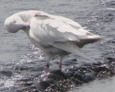 2nd Cycle Glaucous Gull
