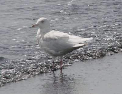 2nd Cycle Glaucous Gull