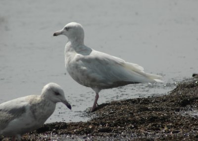 2nd Cycle Glaucous Gull with 1st Cycle Ring-billed Gull