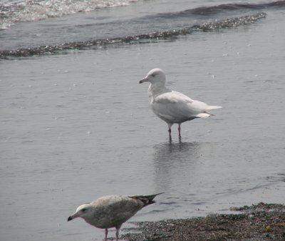 2nd Cycle Glaucous Gull with a Presumed 1st Summer Herring Gull