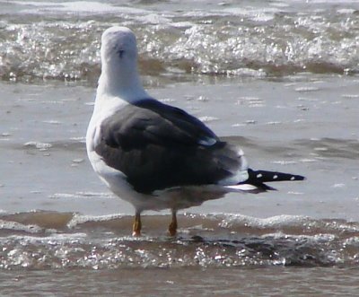 Alternate Plumaged Lesser Black-backed Gull